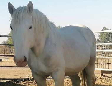 Bonkige Bosmar Lacoté Cheval Vapeur  - Bonkige Bosmar Stud</br>
Heilbron, Free State</br>
Owner: Mrs C Boshoff