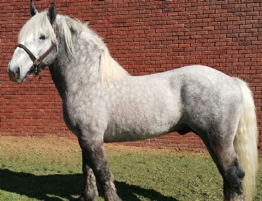 Elsenburg Lars - Elsenburg stud</br>Western Cape</br>
Stud Manager:Mrs M Burger
