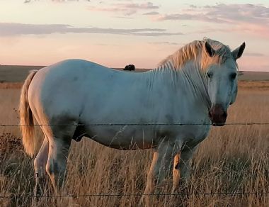 Gemini Maurice - Bonkige Bosmar Stud</br>Heilbron, Free State</br>
Owner: Mrs C Boshoff