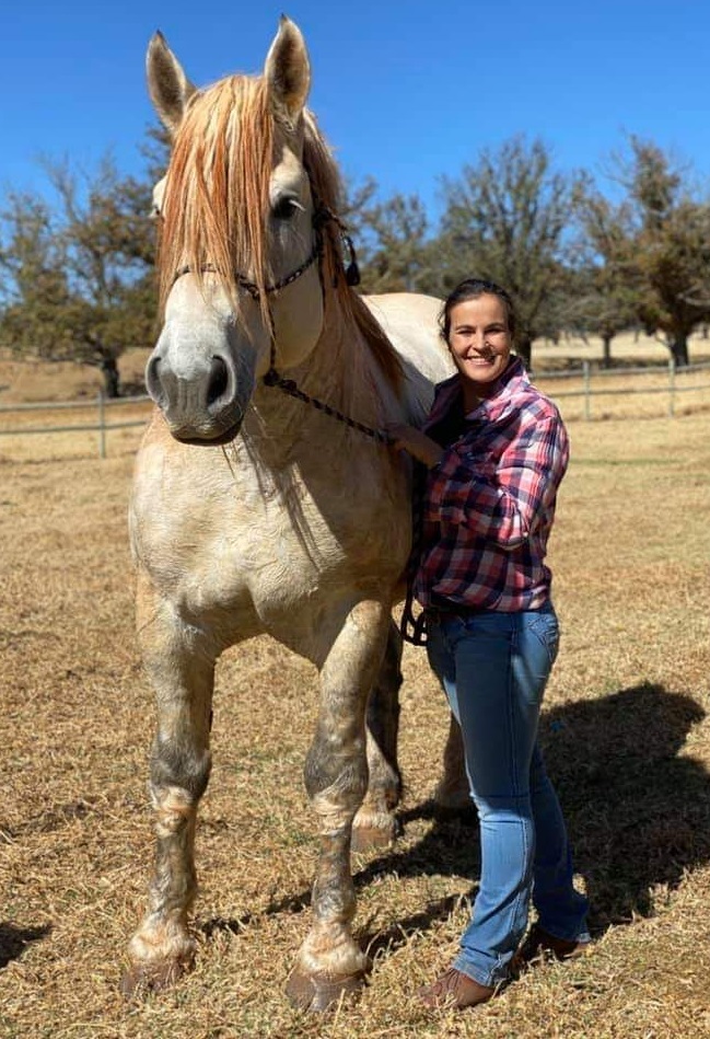 Beautiful Percheron stud near VÃªrkykerskop in the Free-State