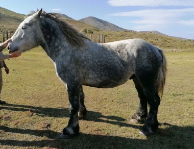 Mafura Alphonse - Amana Stud</br>Patensie, Eastern Cape</br>
Owner: Lia-Grace van der Westhuizen 
