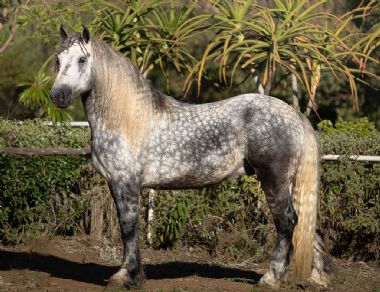 Mafura Flavian - Kentaru stud, stabled at Jozaak stoet</br>Mooinooi, North-West Province</br>
Owner: Mrs M Sacco