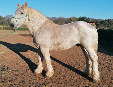 Majokalie Tank - Le Grand Cheval Stud- Western Cape

Louis Geyer & Tom Link

