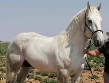 Outeniqua Moon Elijah - Mulilo stud</br>Hartswater, Northern Cape</br>
Owners: Bennie Liebenberg & Eliz-Marie de Jager