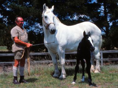  - Elsenburg Marlene, dogter van die Franse hings Regulateur