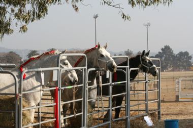 Percheron Pretoria Show 2010