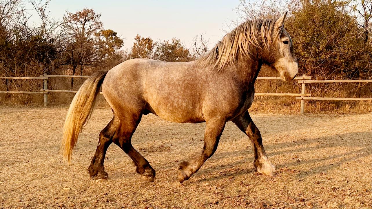Troika Percheron Stud