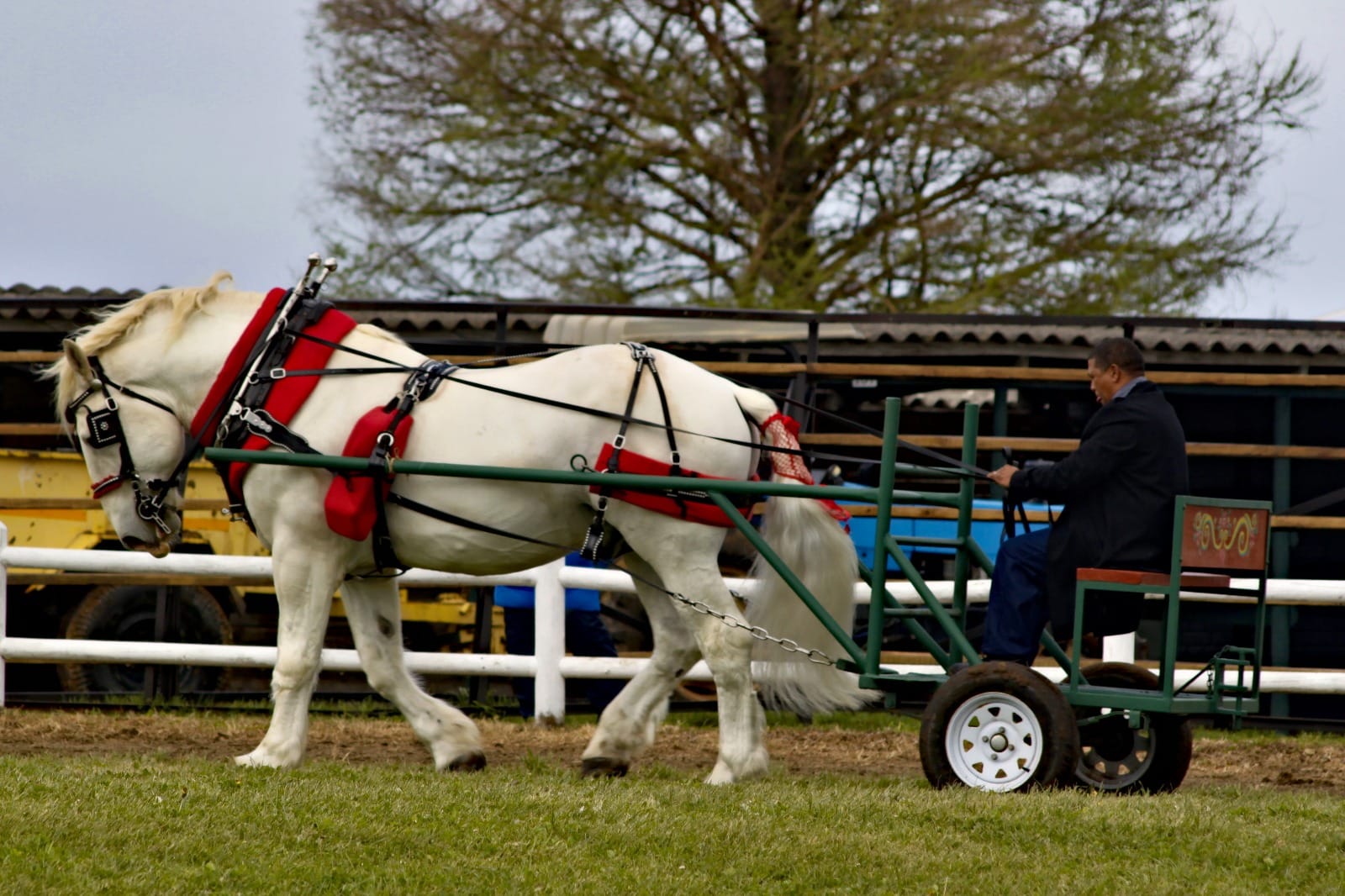 Outeniqua Moon Stud