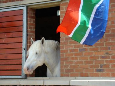 Percheron at Nampo 2015