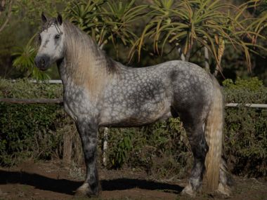 Percheron Breeders Society SA