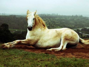 Percheron Breeders Gallery
