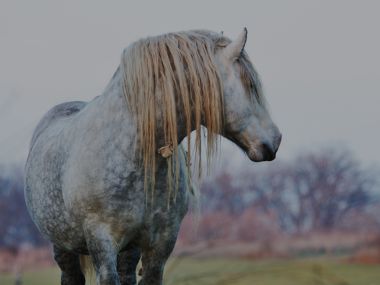 Percheron Breeders Society SA