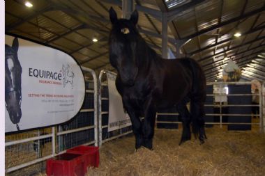 Agri Mega Week Percheron Exhibit 2013