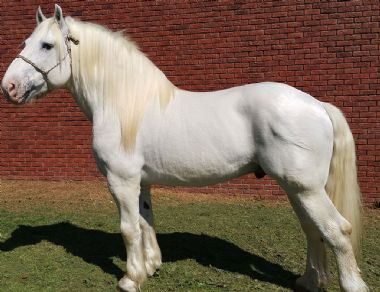 Elsenburg Maverick