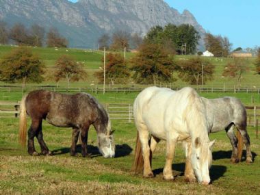 Elsenburg-Merries-2012_1_th1.jpg