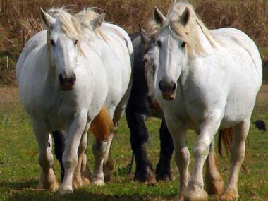 Elsenburg-Merries_1_th1.jpg