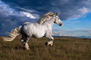Percheron Photos from our members