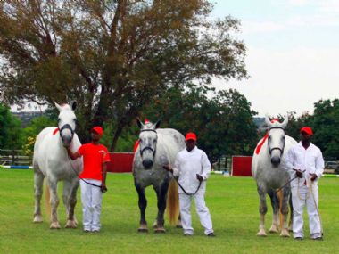 Percheron Horse of the Year 2014