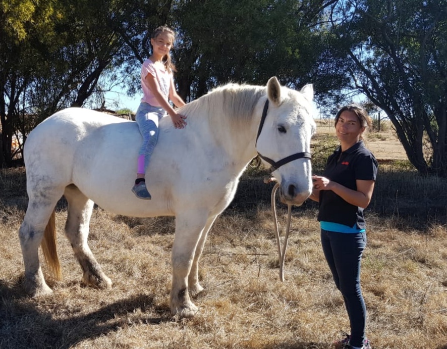 Leliesdam Percheron Stud