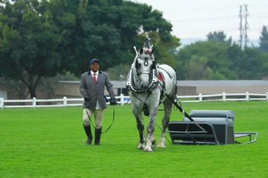 Percheron Horse of the Year 2022