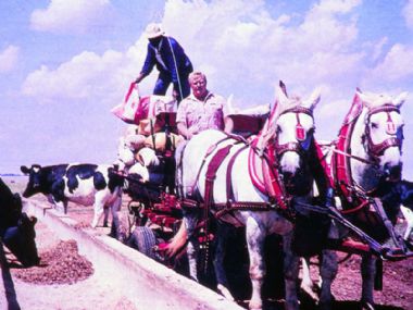 Percherons hard aan die werk in die Oos-Kaap.