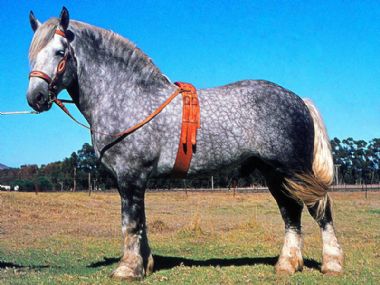 Elsenburg Leo