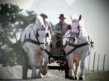 Elsenburg Millana en Elsenburg Marlene, dogters van Regulateur,  met Gert van Rooy en Willem September (drywer) regs.