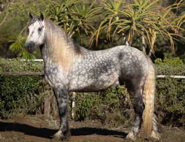 Mafura Flavian