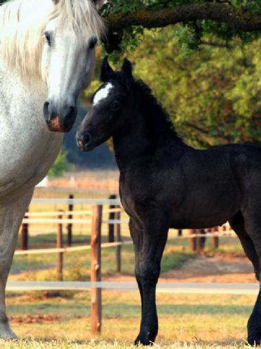 Mare-and-Foal_1_th1.jpg