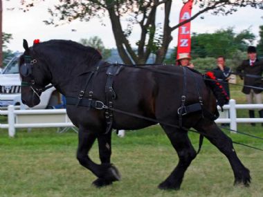 Percheron Horse of the Year 2012