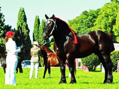 National-Champion-Stallion-Vulkin_1_th1.jpg