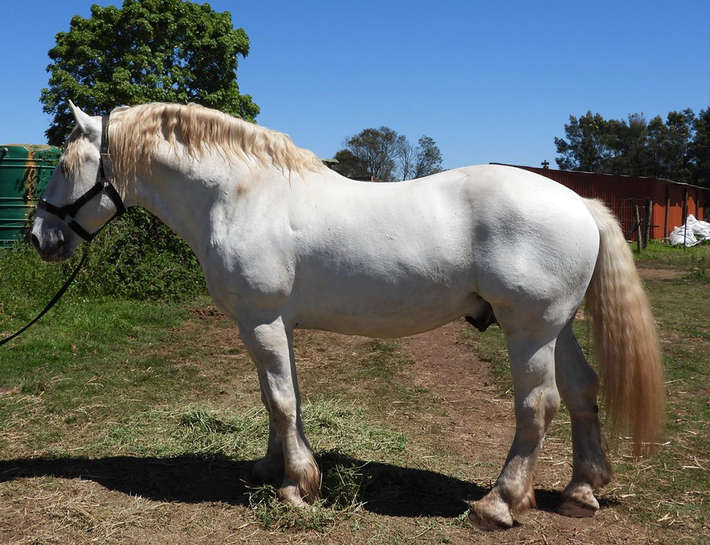 Outeniqua Moon Shaddowfax