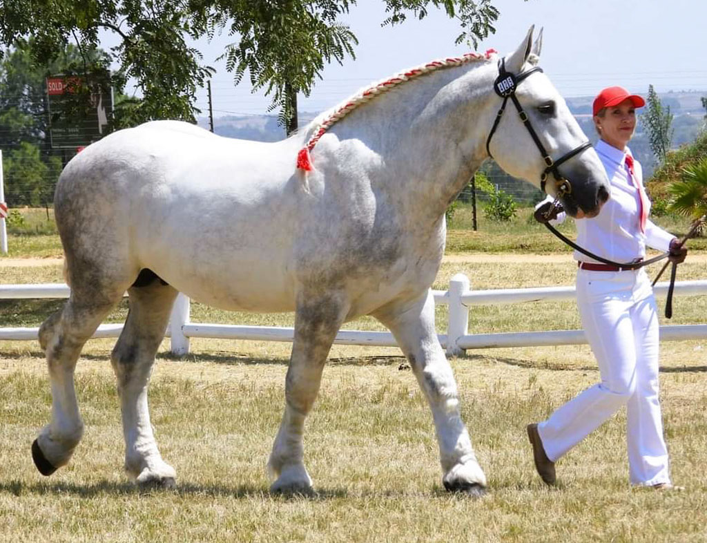 Summerwind Prince Valiant