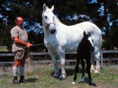 Elsenburg Marlene, dogter van die Franse hings Regulateur