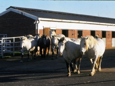 Mares at Elsenburg Stud