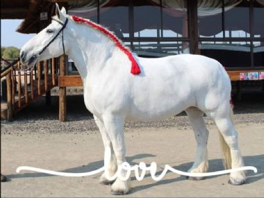 SA-Percheron-2021-01_1_th1.jpg