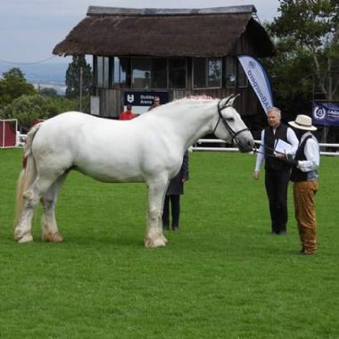 SA-Percheron-2021-02_1_th1.jpg