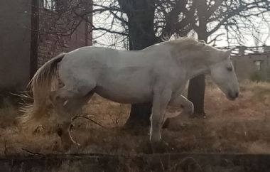 Percheron Breeders Gallery 2021