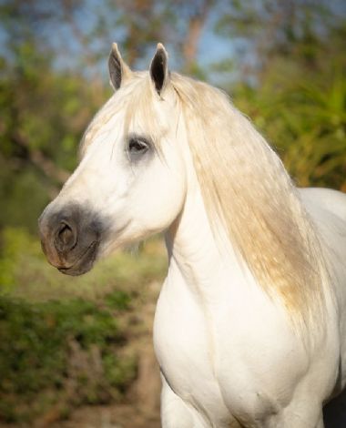 SA-Percheron-2021-05_1_th1.jpg