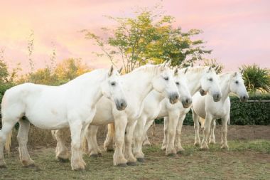 SA-Percheron-2021-06_1_th1.jpg