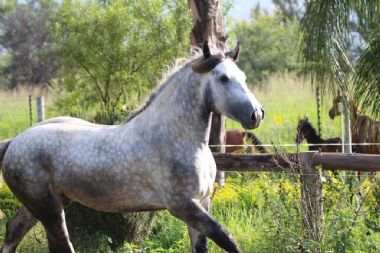 SA-Percheron-2021-07_1_th1.jpg
