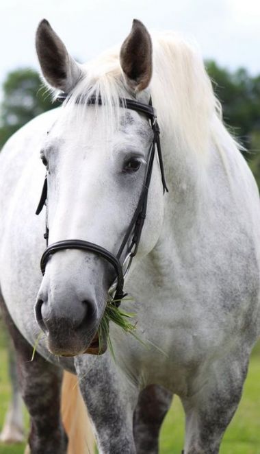 SA-Percheron-2021-08_1_th1.jpg