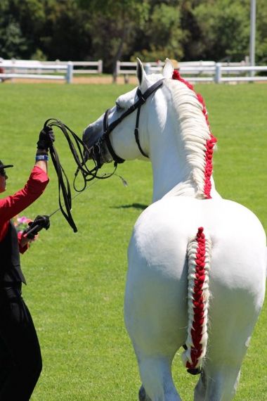 SA-Percheron-2021-09_1_th1.jpg