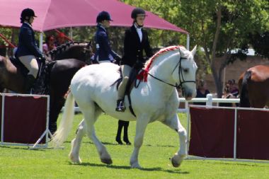 SA-Percheron-2021-11_1_th1.jpg