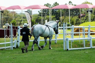 SA-Percheron-2021-12_1_th1.jpg