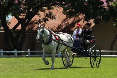 SA-Percheron-2021-13_1_th1.jpg