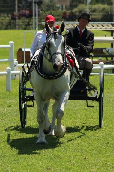 SA-Percheron-2021-14_1_th1.jpg