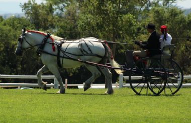 SA-Percheron-2021-15_1_th1.jpg