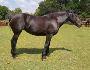 SA-Percheron-2021-18_1_th1.jpg