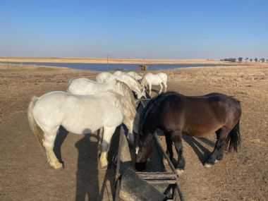 SA-Percheron-2021-19_1_th1.jpg